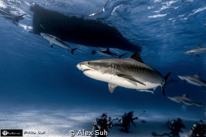 Tiger Shark Coming At You From Above by Alex Suh 